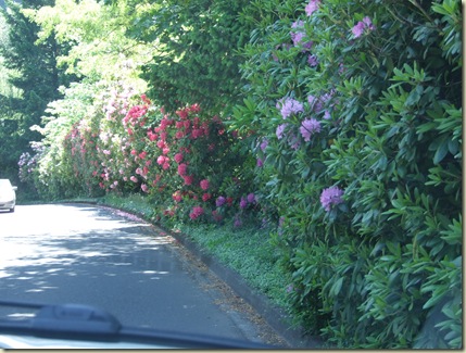 Rodedendrons were amazing everywhere!