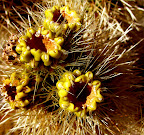 Spring cactus blooms in Joshua Tree National Park (Photo  by Bob Moore)