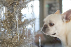 And look at this one with hanging glass icicles.