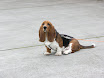 Waiting Dog