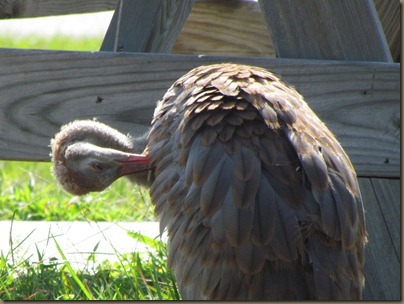 Florida Sandhill Crane