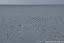 Feeding seabirds! Puffins (Fratercula arctica), razorbills (Alca torda), guillemots (Uria aalge and Cepphus grylle).