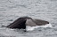 Diving sperm whale