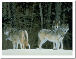lobos-alcateianeve