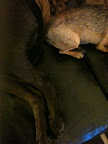 Minnow tushy-to-tushy with sister and BFF, Luna.