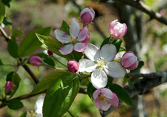 flor da macieira - Gloria Ishizaka