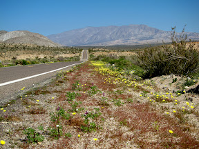 Desert Dandelions line the S2 heading north into the Anza Borrego Desert