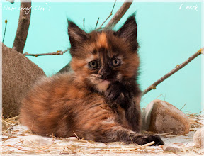 Фото котенка мейн-кун Fleur возраст 6 недель