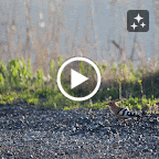 IMG_4943-MOTION.gif