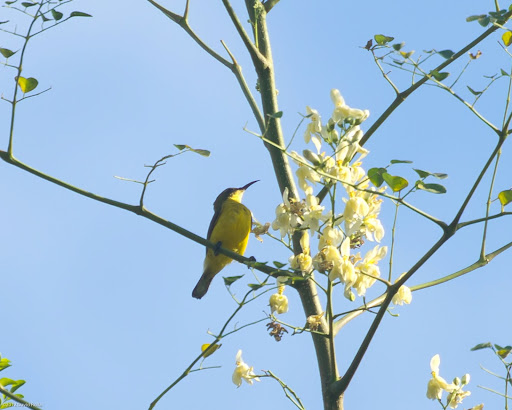 yellow breasted sunbird