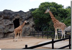 Giraffes, Taronga Zoo