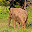 ELEFANT SRI LANKA