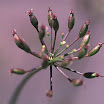 Biscuitroot_Barestem_3.jpg