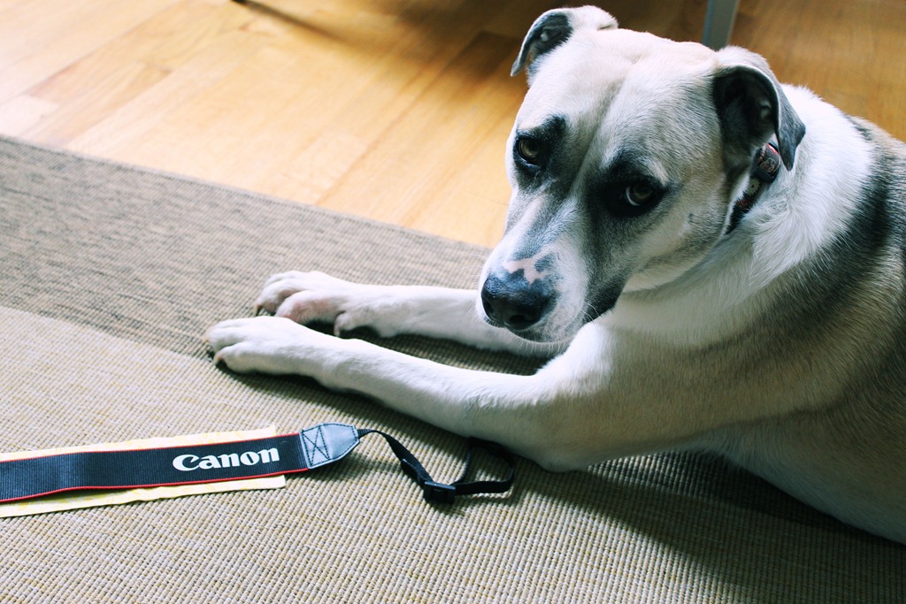 [cute%2520dog%2520helping%2520diy%255B5%255D.jpg]