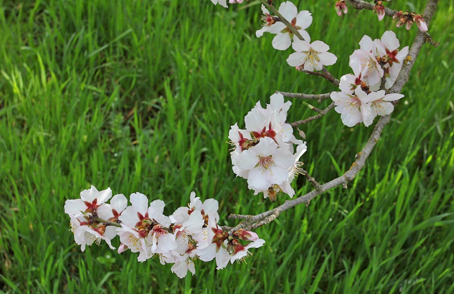 [120222_prunus5%255B2%255D.jpg]