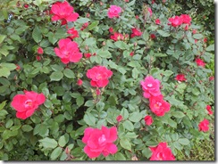 DSCF0523 DSCF0523