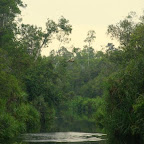 Beim Abendessen fliegen Affen von den Bäumen in den Fluss.