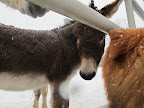 G.K., not all hairy beasts are alike, are they?  We certainly have an advantage over shivering Sharkey.15