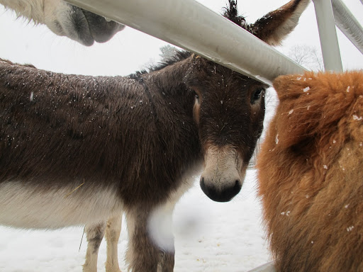 G.K., not all hairy beasts are alike, are they?  We certainly have an advantage over shivering Sharkey.15