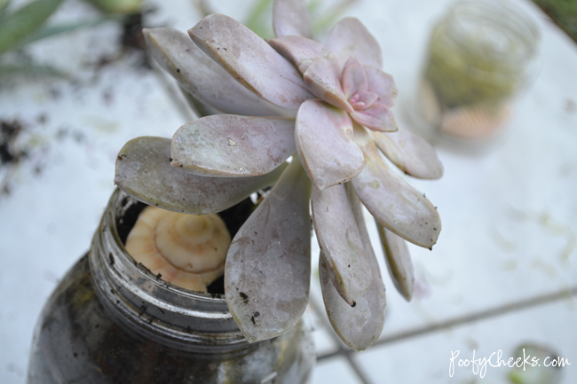 Seashell Succulent Jars