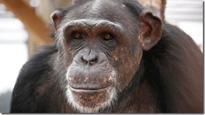 chimpances201222