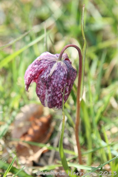 [fritillary%255B2%255D.jpg]