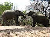 We saw these two elephants fighting. It was pretty cool. Transition to Madagascar - 035.jpg