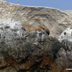 More cute sea lions.  How can you not love these guys?