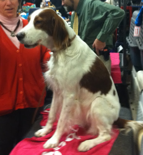 Irish Red and White Setter