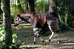 Okapi en captivité dans la réserve de faune à Okapi, 2005.