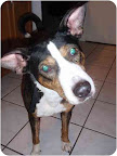 The Count, from Hillside, Illinnois, is a super cute basenji/beagle mix. He loves to lay his head in your lap and just wants a 