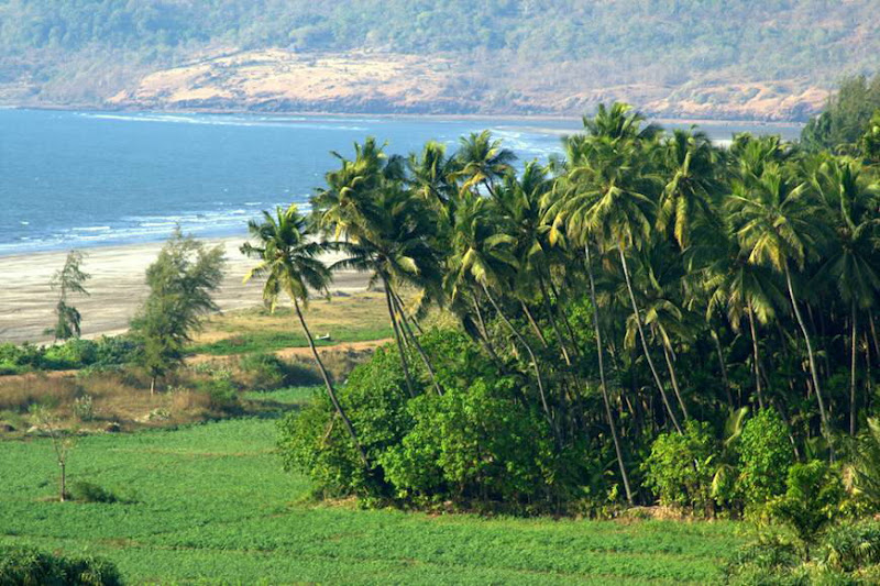 View Larger Image. Current:800x533 Available:870x580 :: Incredible India : Konkan Incredible India : Konkan