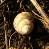 dsc06995.jpg