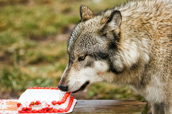Happy Birthday Wolf
