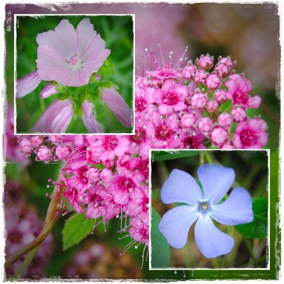 Markblomst4 Markblomst4