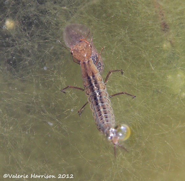 [great-diving-beetle-larva%255B2%255D.jpg]