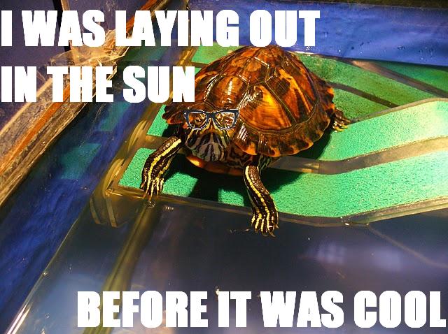 Turtles laid out in the sun before it was cool