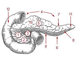 [250px-Illu_pancreas_duodenum%255B4%255D.jpg]
