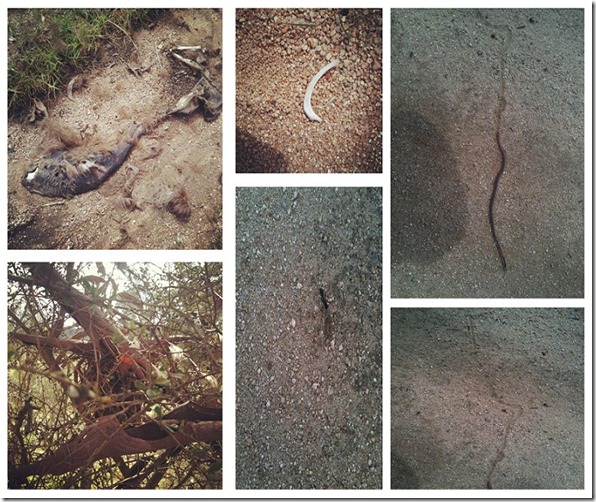 lewis walk finds feb 2012