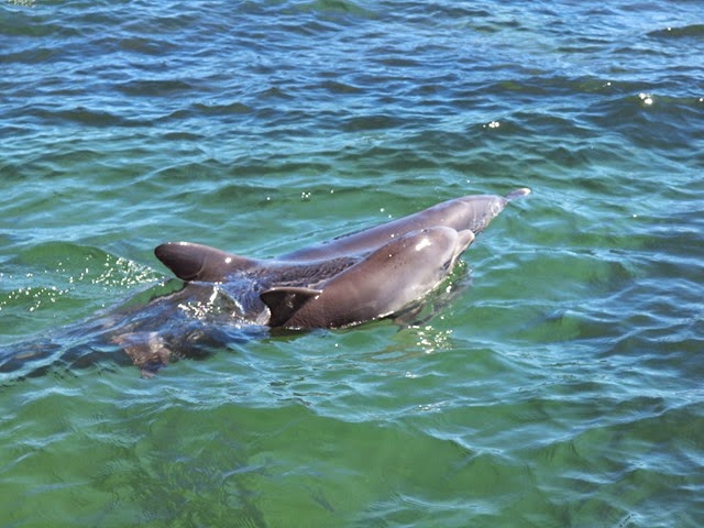 [mother%2520and%2520baby%2520dolphin%255B3%255D.jpg]