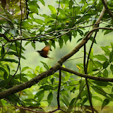 Vôo do picapau - Trilha do Boquete Tree Trek Hotel - Boquete - Panamá