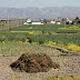 En bus, entre Shangguan et Xizhou : irrigation