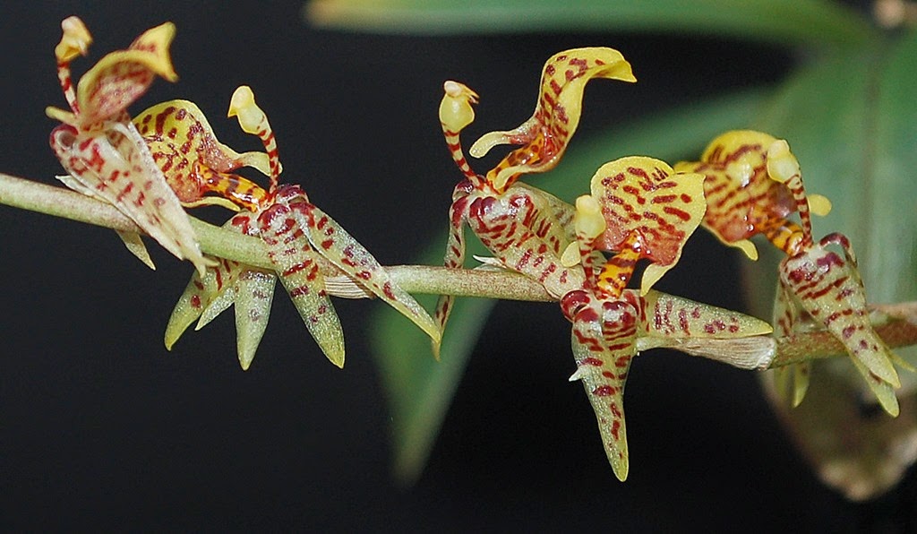 [OR%2520Sigmatostalix%2520eliae%255B4%255D.jpg]