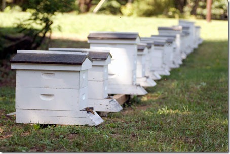 Brushy Mountain Bee Farm