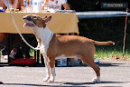 Merlin Pajar Plzensky Bull