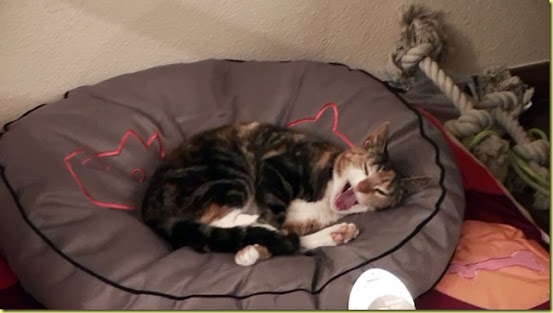 Katze7