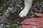 First you clear away the gravel and don't lose any!  We'll need it at the end.