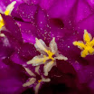 IMGP6061-15.jpg