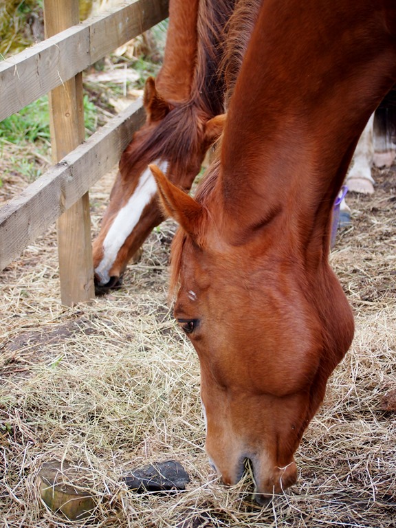 [2%2520May%252012%252002-05-2013%252014-13-26%25203024x4032%255B3%255D.jpg]