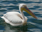 Bootstour, Walfish Bay